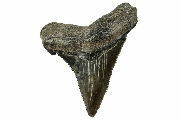 Serrated Angustidens Tooth - Megalodon Ancestor #326323